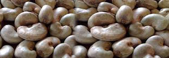 Image result for Cashew nuts in Nigeria