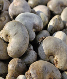 Raw Cashew Nuts